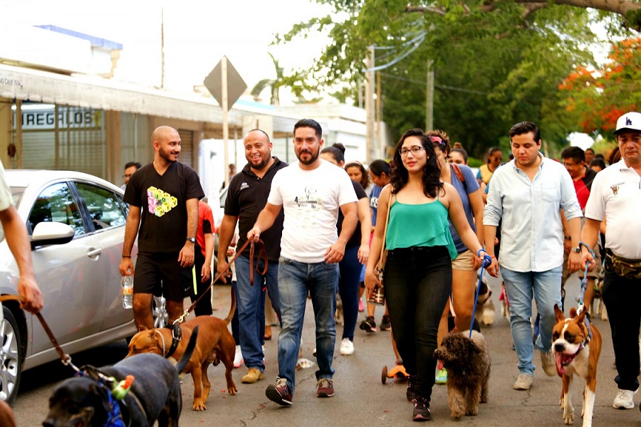 Día internacional de los animales sin hogar - CaminanBlog