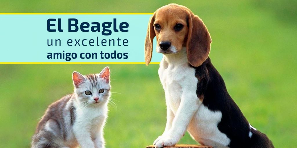 El Beagle - CaminanBlog