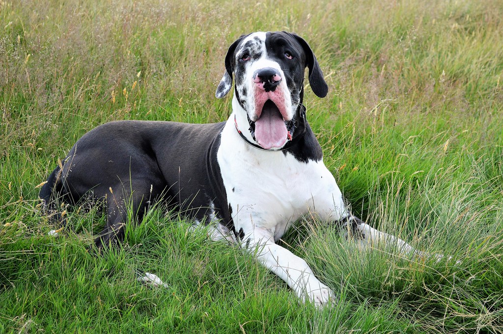 Mezcla De Pitbull Y Gran Danes