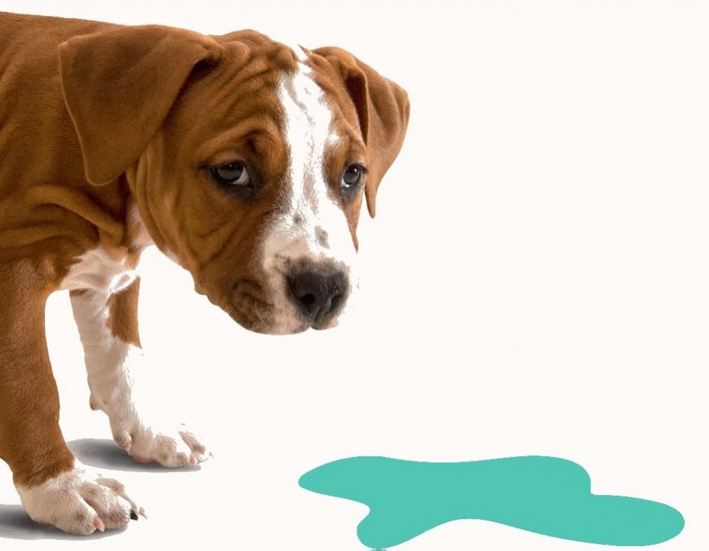 Por qué vomitan los perritos? causales y soluciones - CaminanBlog