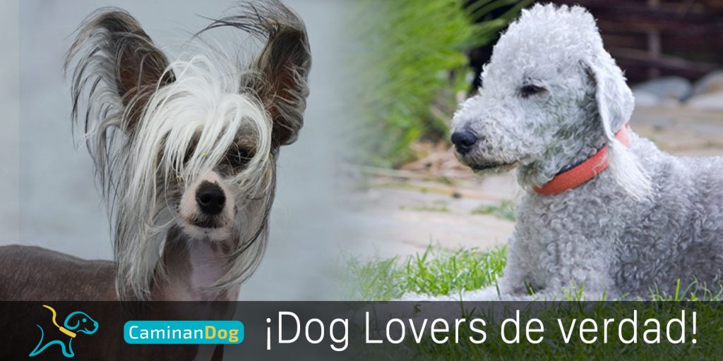 Perro Rara Dos razas de perritos, la más rara y la menos conocida - CaminanBlog